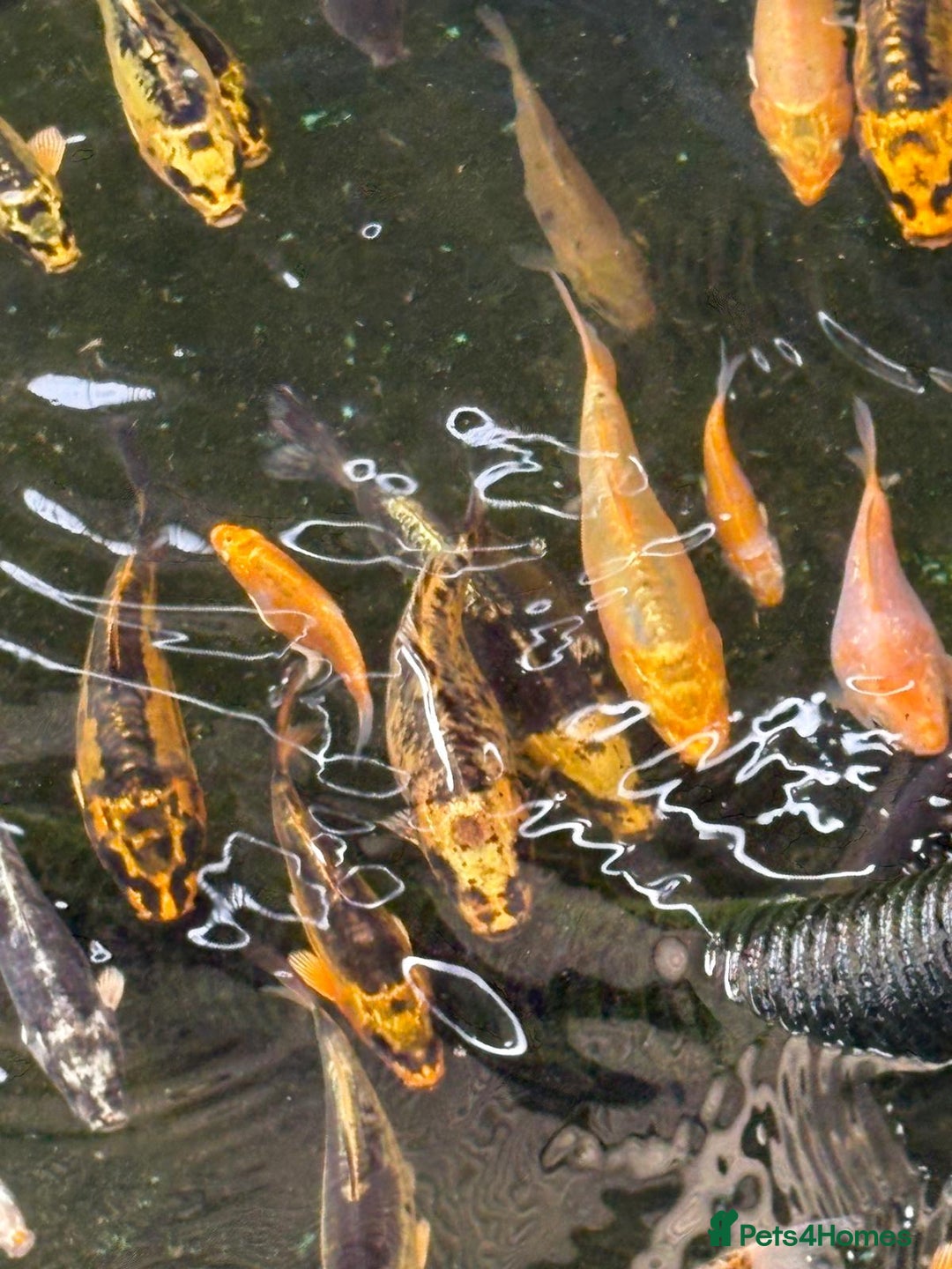 Koi Carp fish for sale: UK koi carp  - Image 25