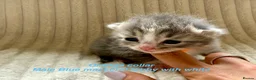 Siberian cats for sale: Really pretty Pedigree Siberian kittens in Droitwich - Advert 11