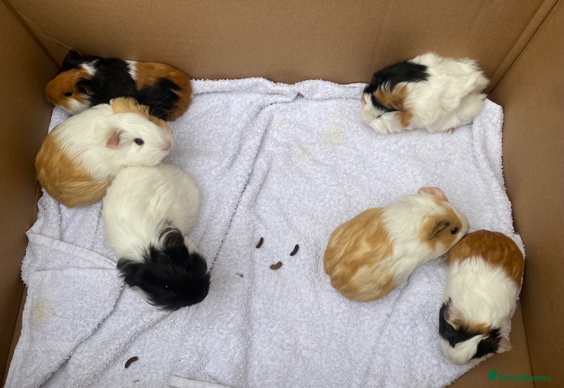 Guinea Pig rodents Guinea pigs  - Advert 2