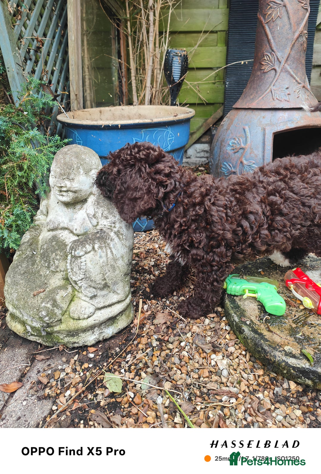 Cockapoo dogs for sale: Toy cockapoos READY NOW  - Image 23