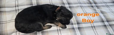 German Shepherd Puppy 7