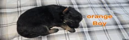German Shepherd dogs for sale: Beautiful litter of german shepherd puppies  - Advert 11