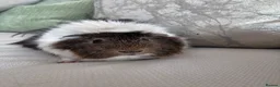Guinea Pig rodents for sale: Gorgeous male Guinea pigs   in Telford - Advert 2