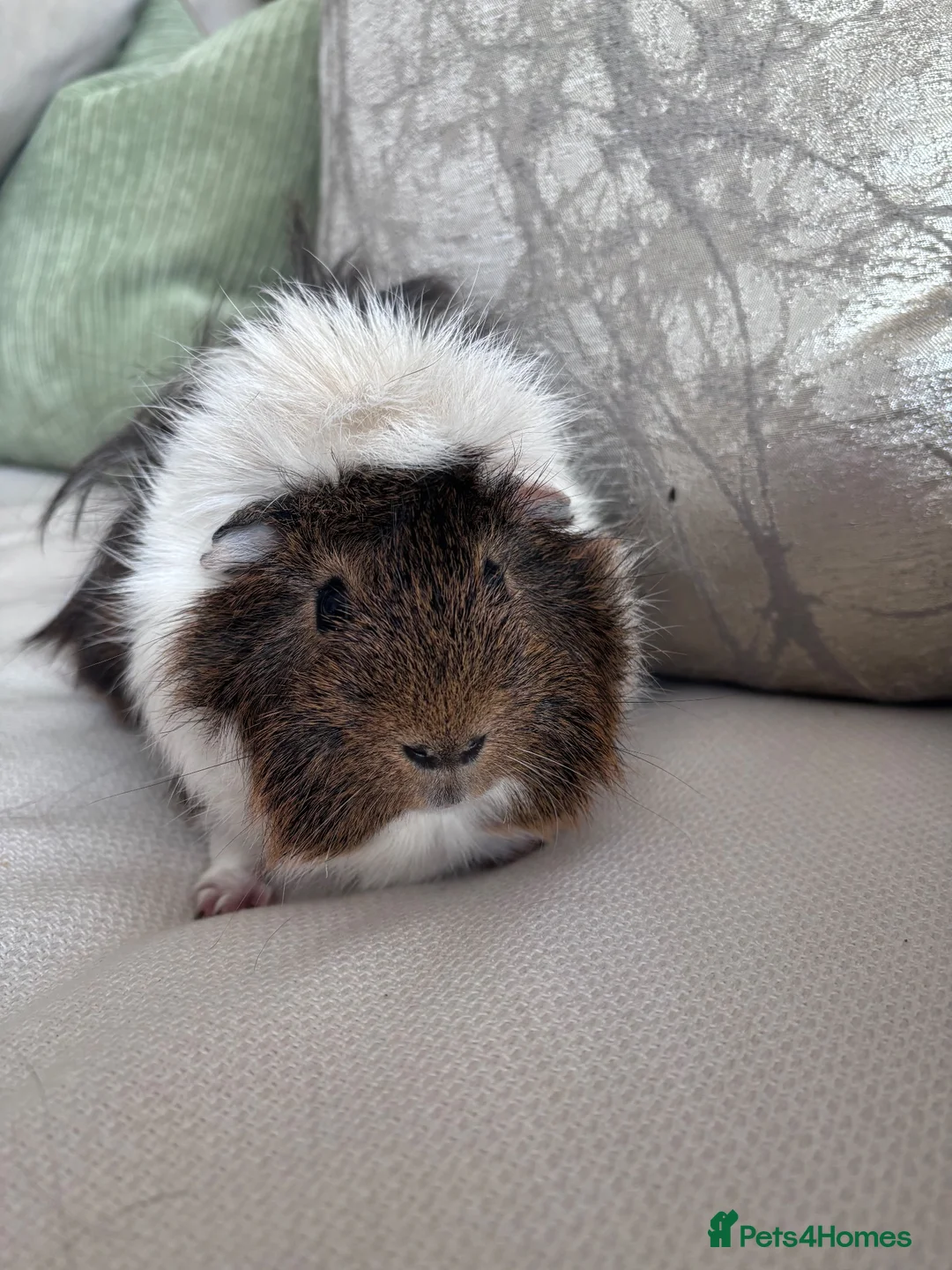 Guinea Pig rodents for sale: Gorgeous male Guinea pigs   in Telford - Advert 2