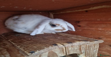 Mini Lop rabbits - Advert 1