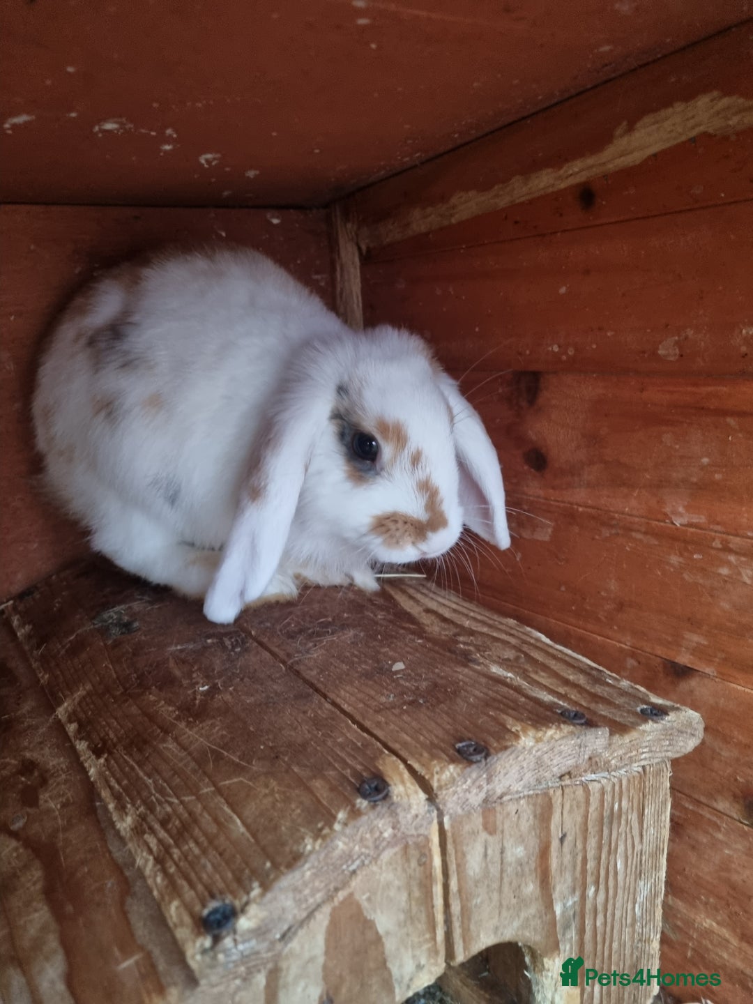 Mini Lop rabbits for sale: Mini lop pure breeds ready now - Image 3