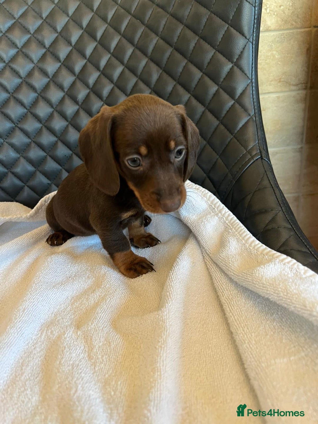Dachshund dogs for sale: Dachshund puppies  - Advert 6