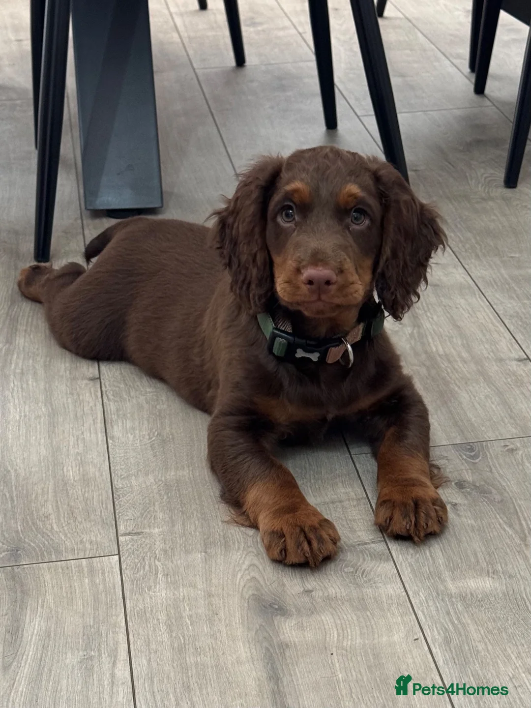 Cocker Spaniel dogs for sale: KC Working cocker spaniel male  - Advert 2
