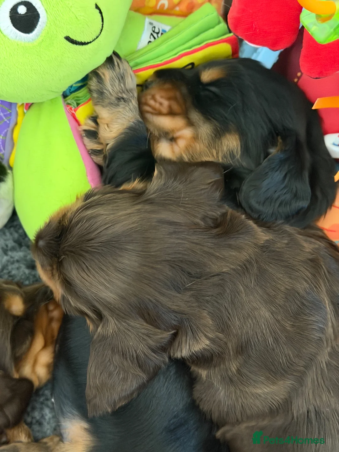 Cocker Spaniel dogs for sale: Show type English cocker spaniel puppies  - Advert 8