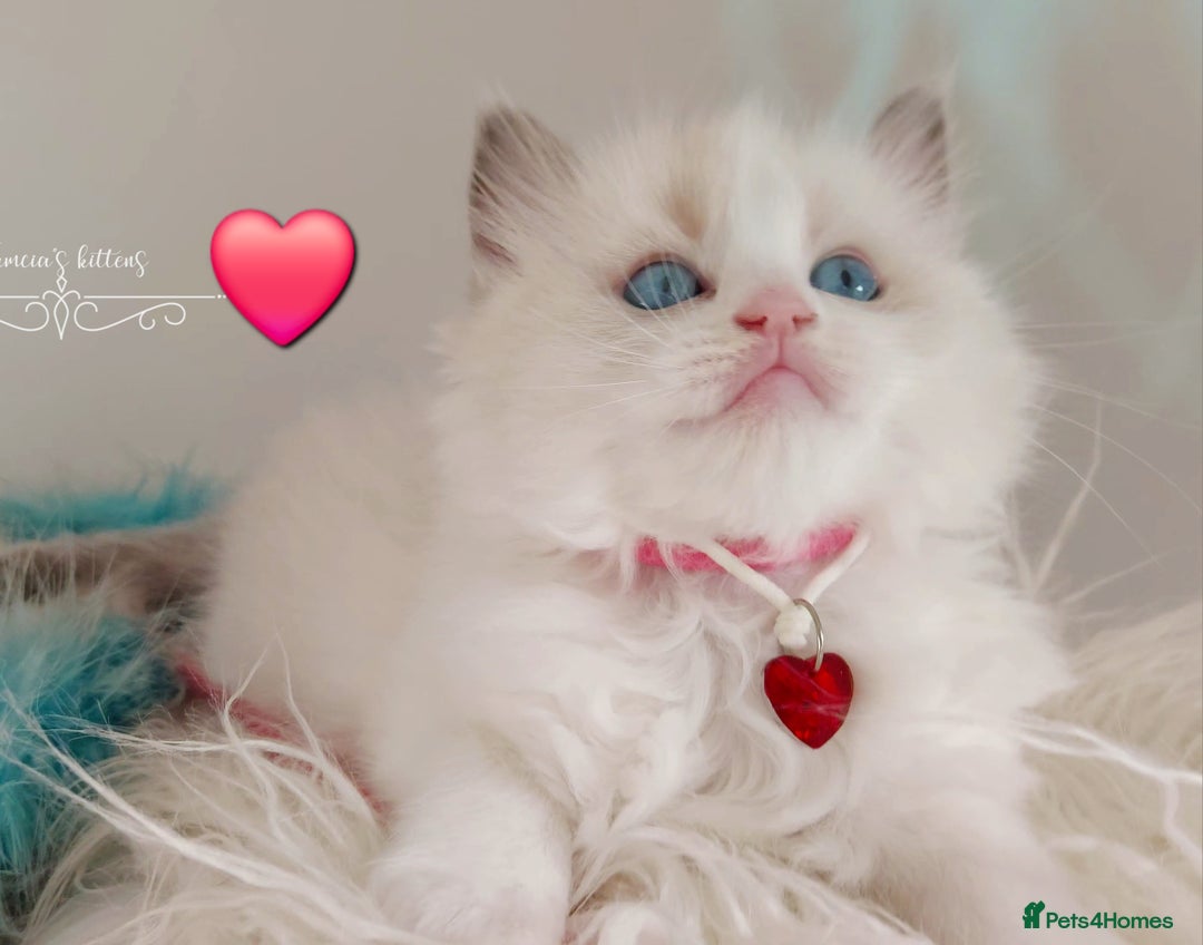 Ragdoll cats for sale: Beautiful Ragdoll kittens 😻😻😻 - Image 30