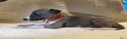 Whippet dogs for sale: Only 3 boys Quality pedigree whippet puppies left  - Advert 22