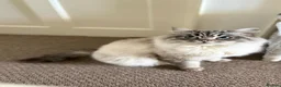 Ragdoll cats for sale: Blue Lynx Ragdoll kittens - Advert 16