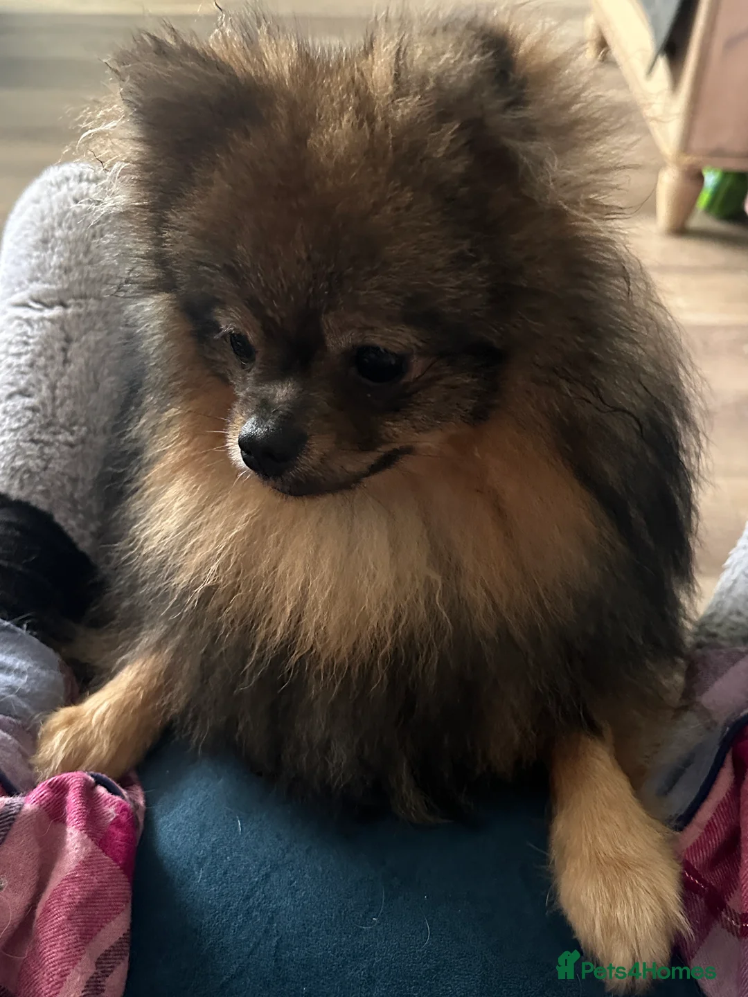 Pomeranian dogs for sale: Beautiful Boy Pomeranian, Quinn - Advert 3