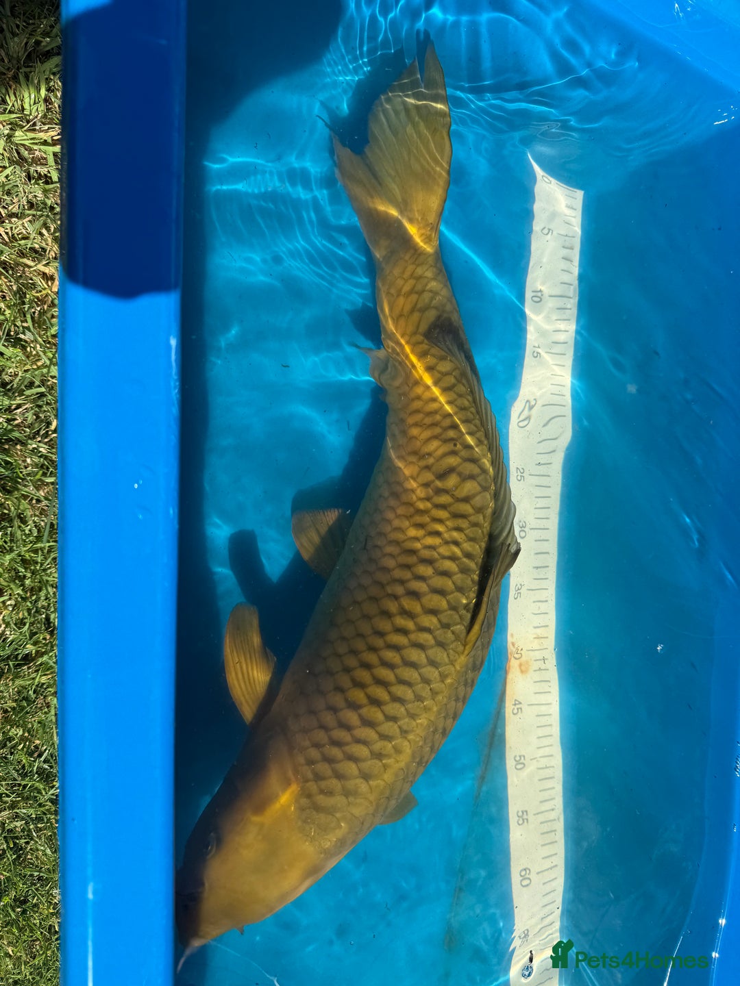 Koi Carp fish for sale: Various koi carp for sale  - Image 38