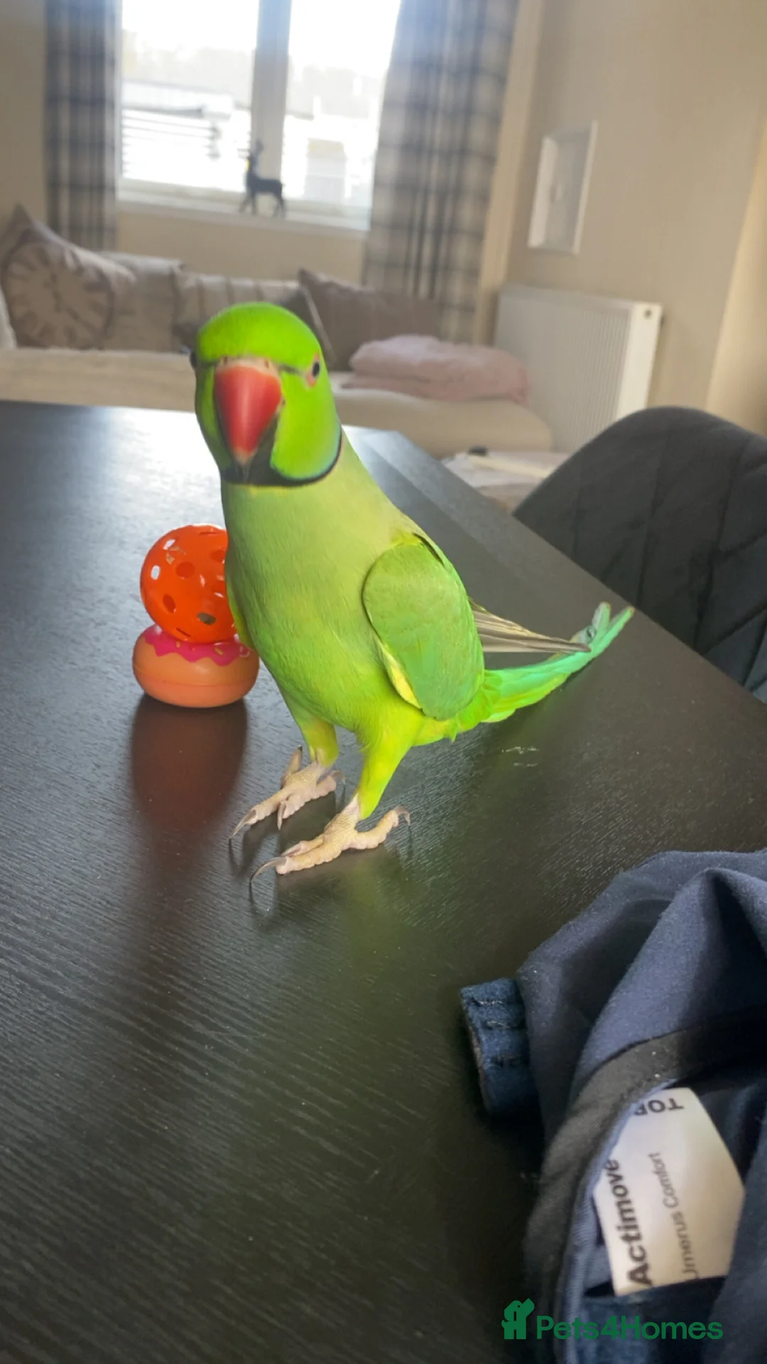 Ringnecks birds for sale: Indian ring neck  in Elgin - Advert 1