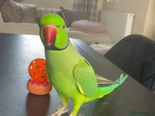 Ringnecks birds Indian ring neck - Advert 7