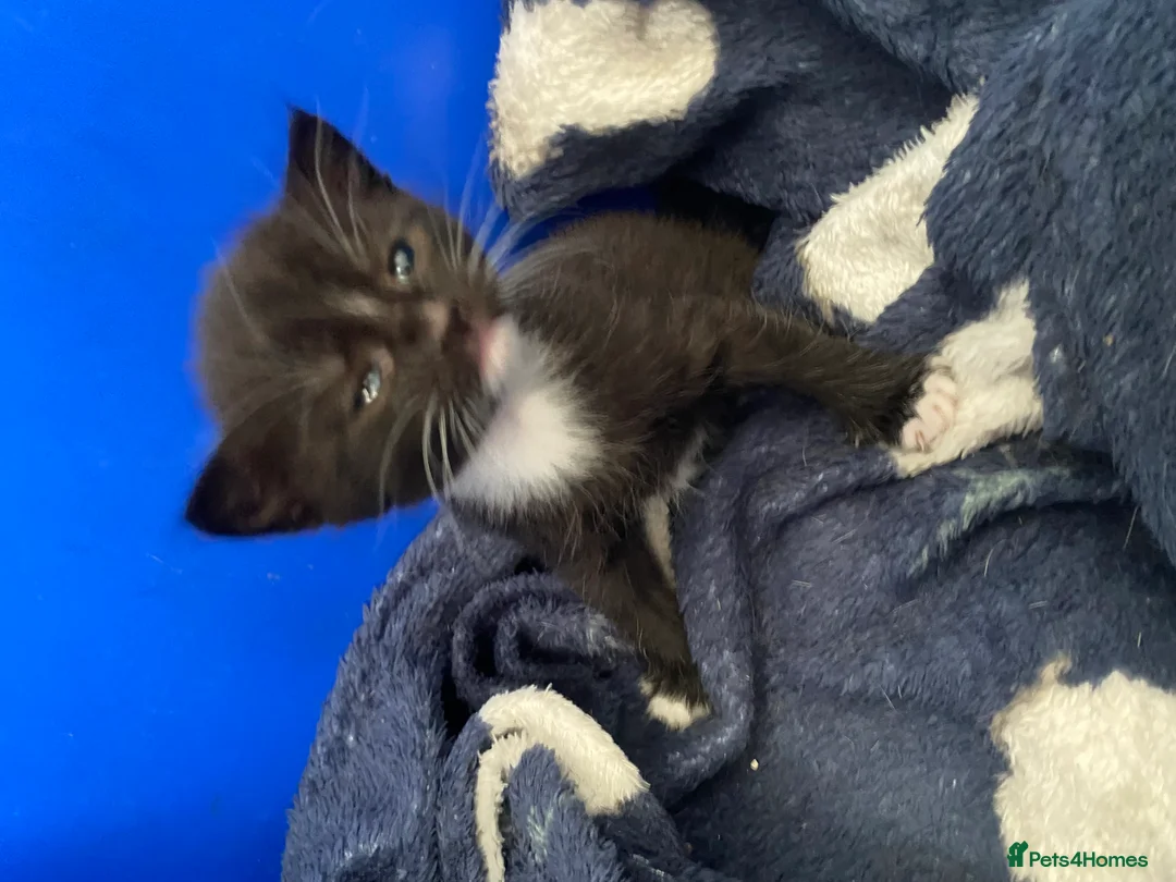Mixed Breed cats for sale: beautiful litter of tabby kittens  - Advert 2