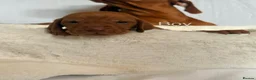 Hungarian Vizsla dogs for sale: Hungarian Vizsla Puppies  - Advert 7