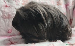 Guinea Pig rodents for sale: Beautiful black cornet and californian boys ready  - Image 7