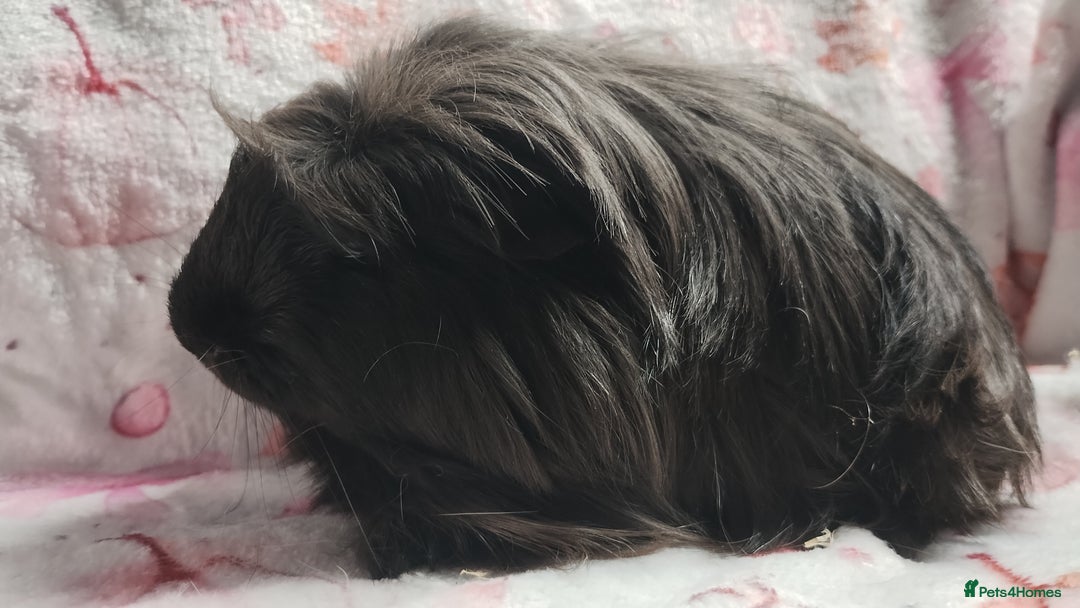 Guinea Pig rodents for sale: Beautiful black cornet and californian boys ready  - Image 7
