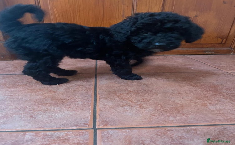 Toy Poodle dogs - Advert 2