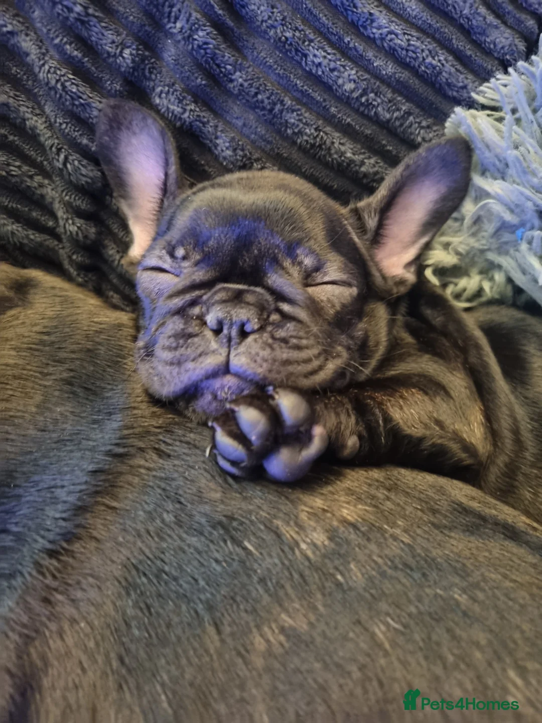 French Bulldog dogs for sale: French Bulldog Puppy - Advert 1