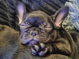 French Bulldog dogs French Bulldog Puppy - Advert 18