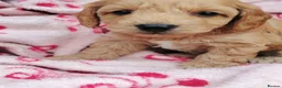 Cockapoo dogs for sale: Miniature cockapoo puppies  - Advert 20