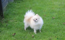 Chihuahua dogs for sale: Gorgeous Chocolate longcoat thailand import male  - Image 11