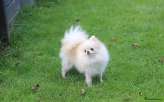 Chihuahua dogs - Advert 10