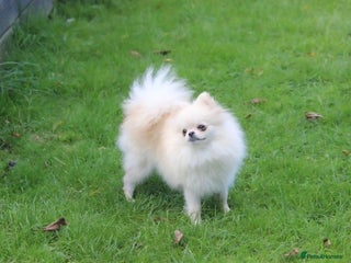 Chihuahua dogs - Advert 35