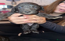 Bedlington Terrier dogs for stud: KC Registered Bedlington Terrier Stud in Ferryhill - Image 25