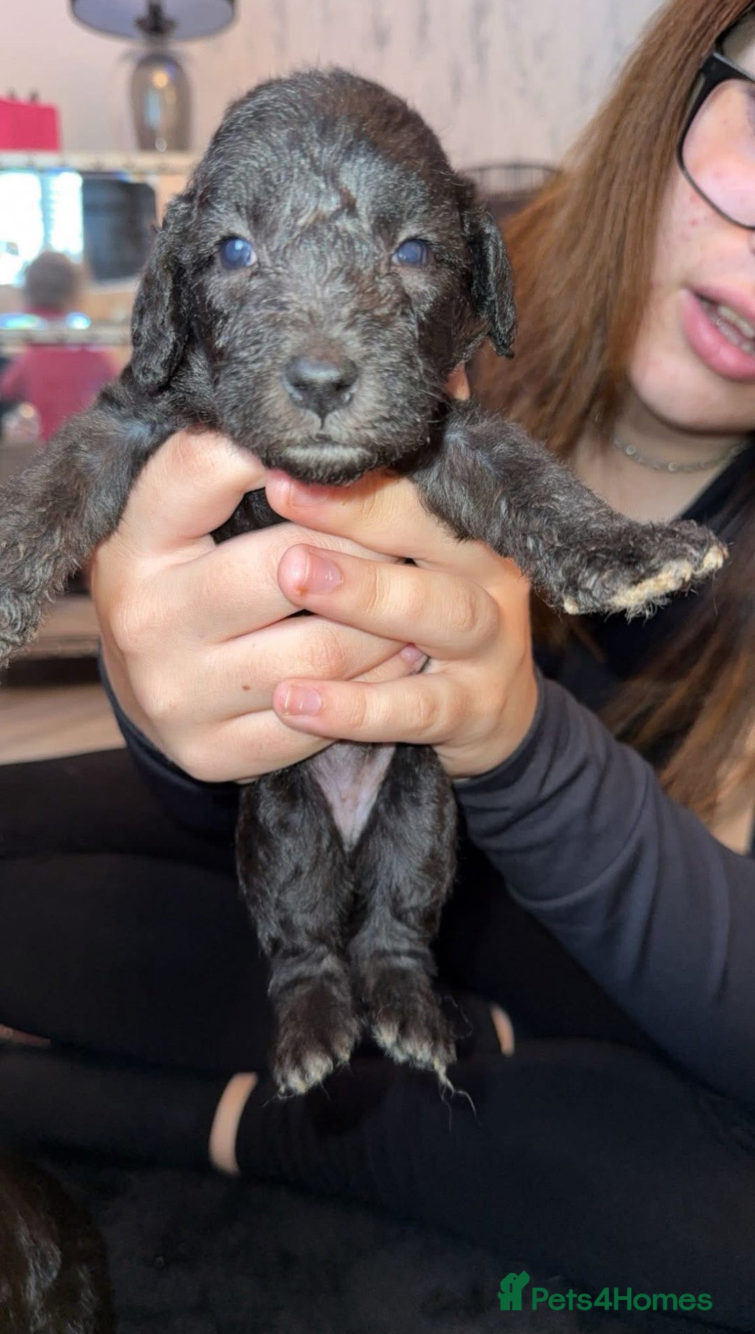 Bedlington Terrier dogs for stud: KC Registered Bedlington Terrier Stud in Ferryhill - Image 25
