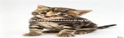 Egyptian Mau cats for sale: TICA reg SNOW LEOPARD EGYPTIAN MAU X BENGAL  - Advert 35