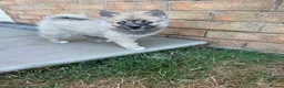 Pomsky dogs for sale: F3 pomsky puppy's for sale  - Advert 7