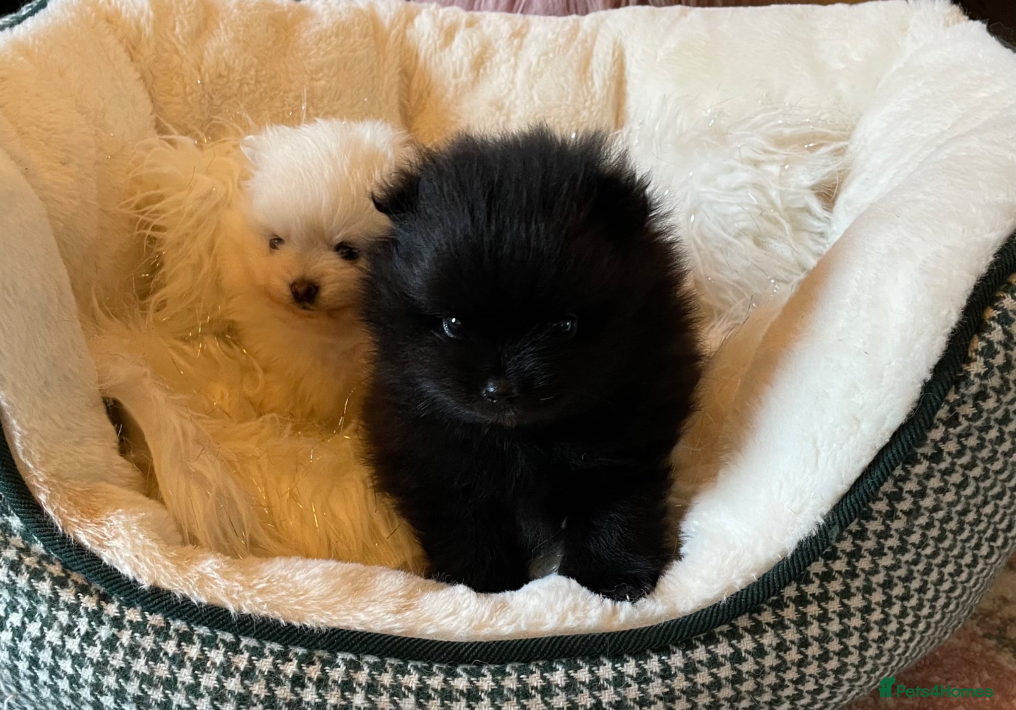 Pomeranian dogs Stunning KC Teddy Bear Pomeranians - Advert 3