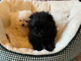 Pomeranian dogs Stunning KC Teddy Bear Pomeranians - Advert 3