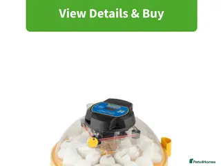 Mixed Breed birds Incubator - Advert 13