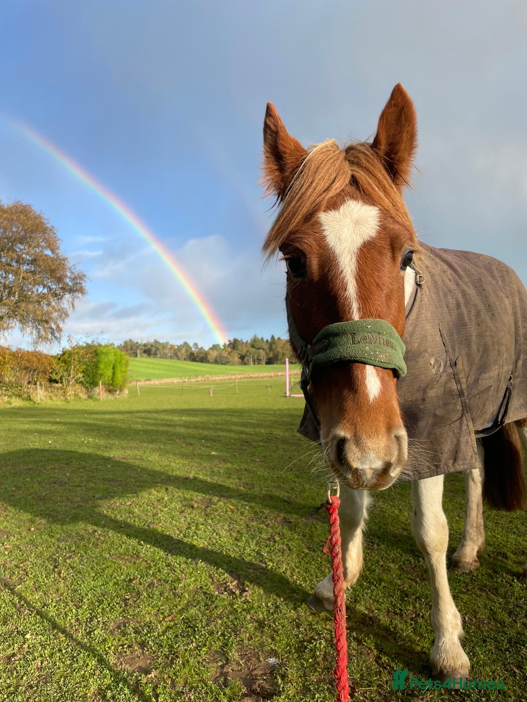 Irish Cob horses for sale: Sweet mare  - Advert 3
