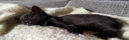 Mixed Breed cats for sale: Kittens - Advert 3