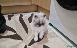 Persian cats for sale: Pure persians. - Advert 6