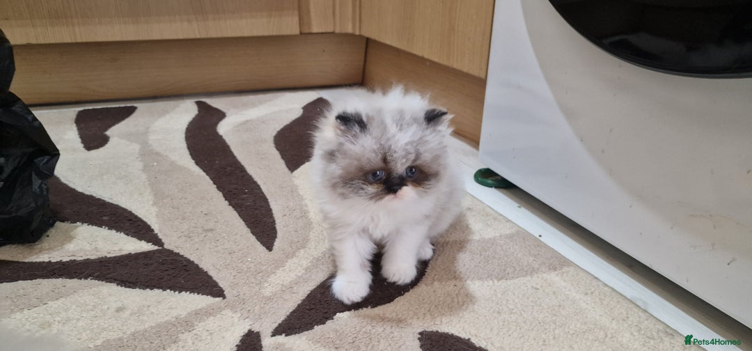 Persian cats for sale: Pure persians. - Advert 6