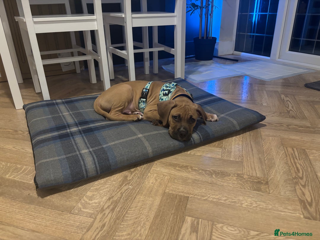 Mixed Breed dogs for sale: Beautiful mastiff cross puppy  - Advert 4
