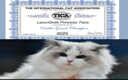 Ragdoll cats for sale: 🩷✨️WAITING LIST ExclusiveKittens💖 TICA🏆cattery - Advert 2