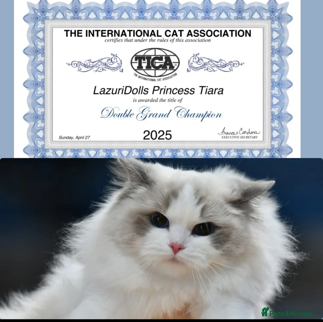 Ragdoll cats for sale: 🎀✨️Exclusive top quality kittens🎀 from🏆lines✨️ - Advert 9