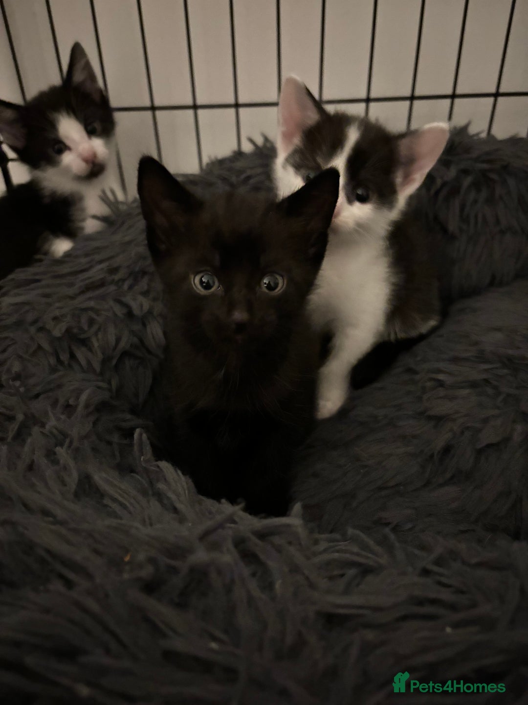 Mixed Breed cats for sale: 5 Kittens - Image 4