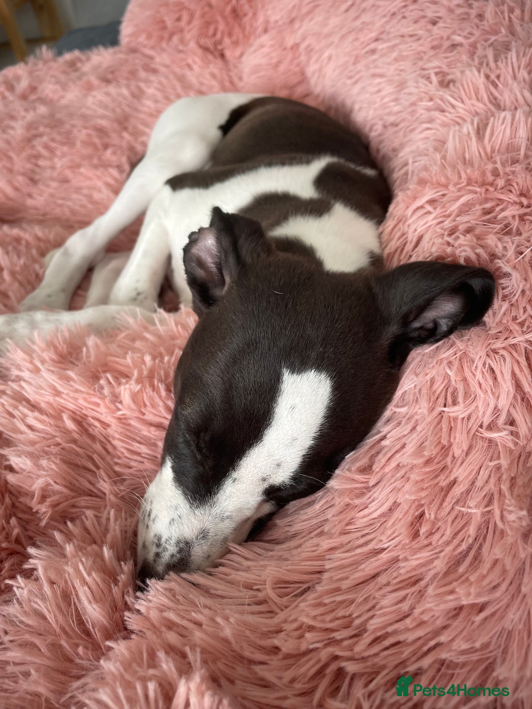 Whippet dogs for sale: KC Registered Whippet Puppies - Image 17
