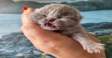 British Shorthair cats in Wisbech - Advert 7