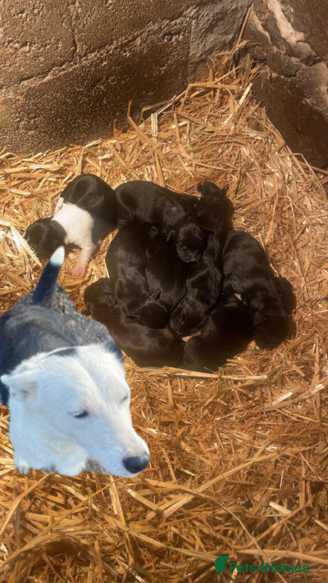 Mixed Breed dogs for sale: Sprollies  - Advert 13