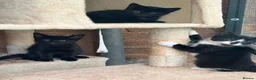 Mixed Breed cats for sale: Kittens  - Advert 6